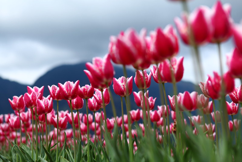 Pink Tulips in the foreground in clear focus, with a dark blue mountain out of focus behind.